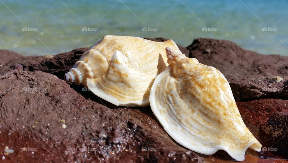 Two large spiral seashells on red rocks with sea water in the background.