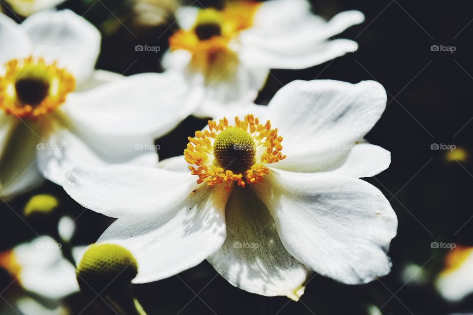 White Flowers