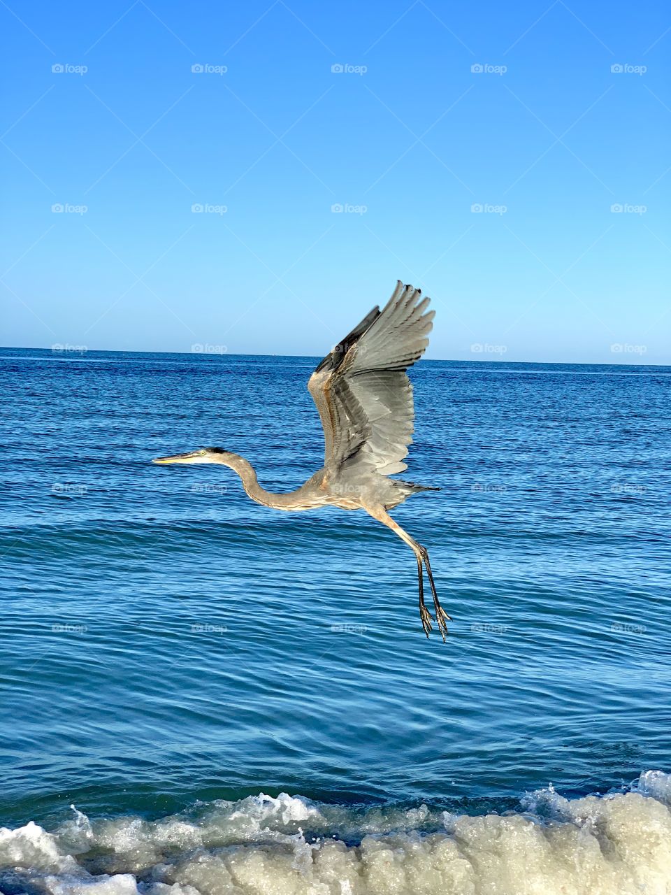 Blue heron bird on the ocean shore line 
