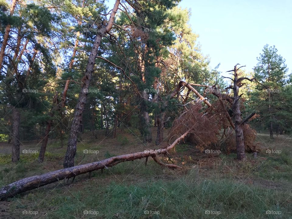 Broken pine in the forest