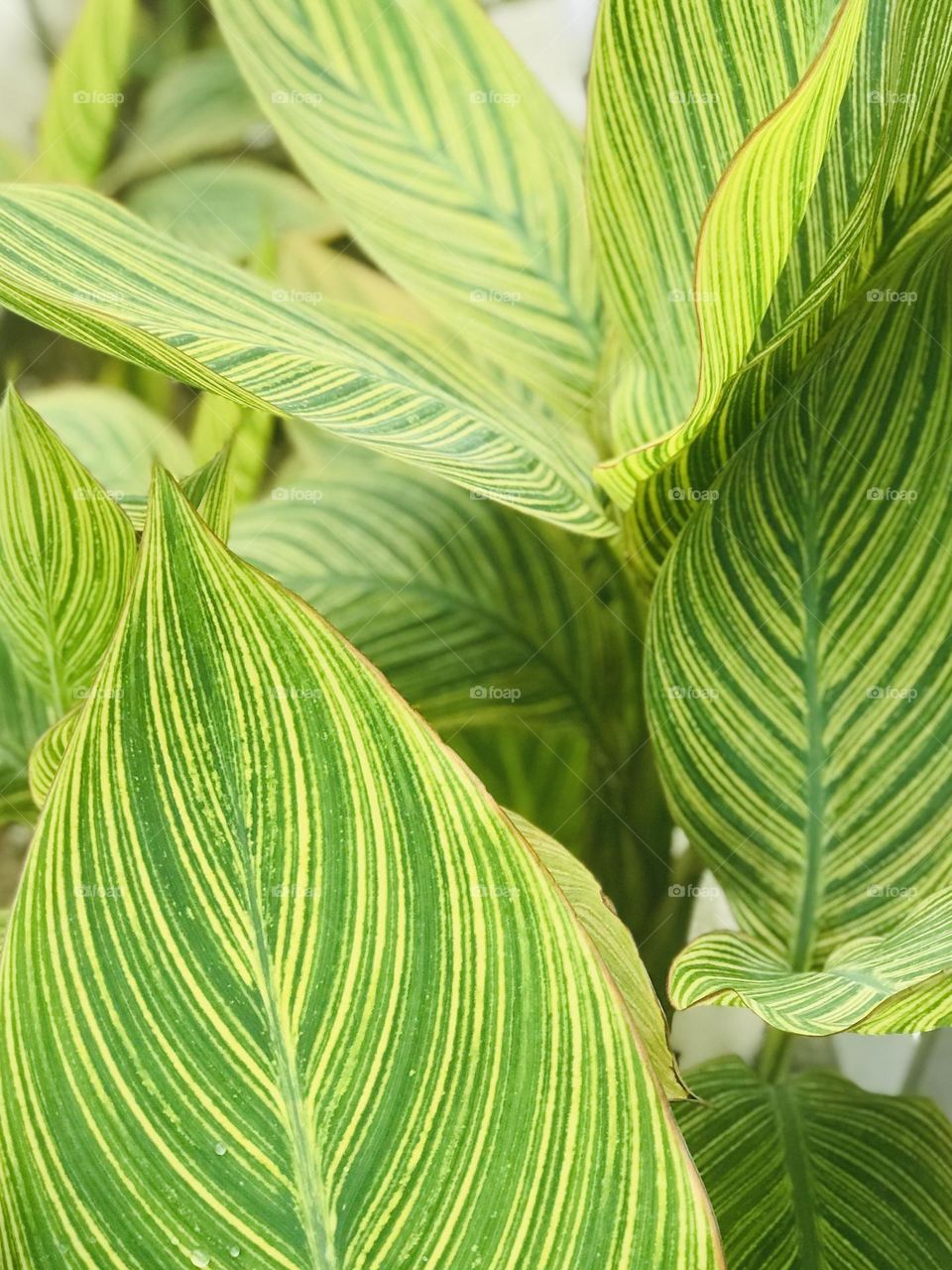 Lines on big leaves