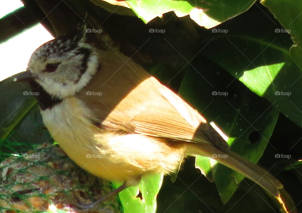 feathery cutie