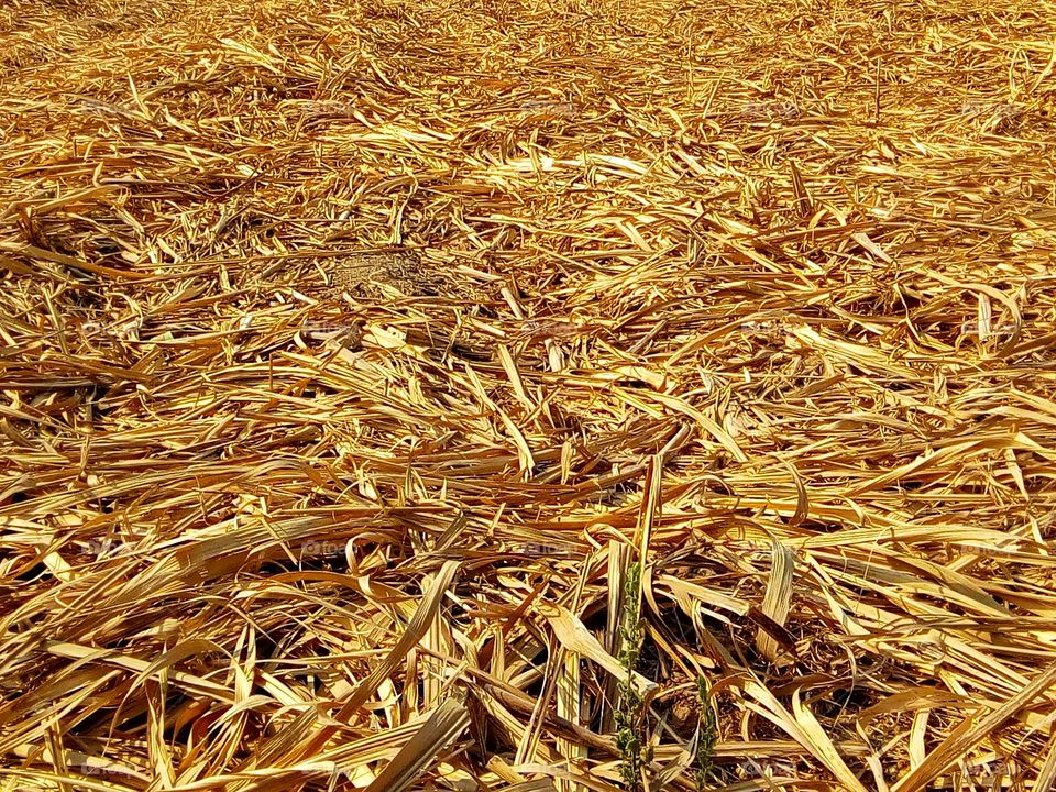 Cane leaf, cane,floor