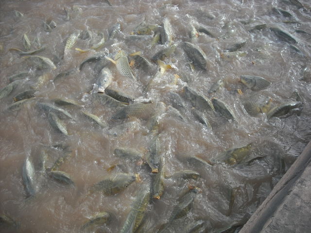 fish marrakech