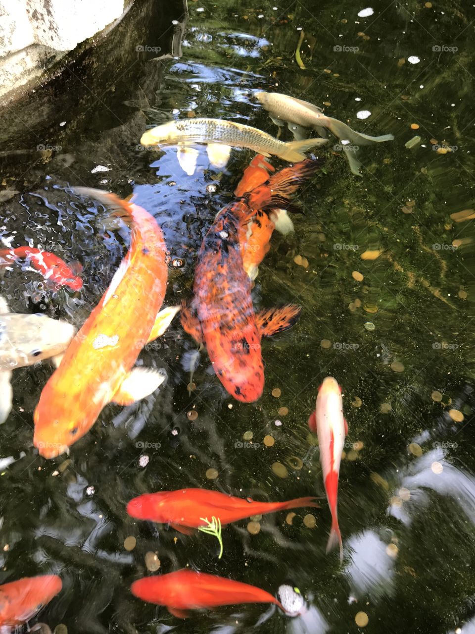 Colorful Koi 