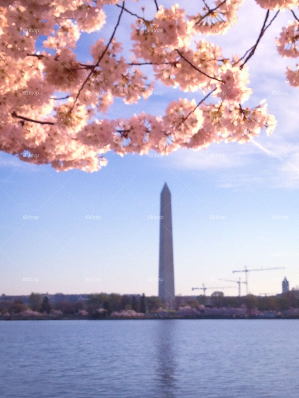 Cherry blossoms 2014 7