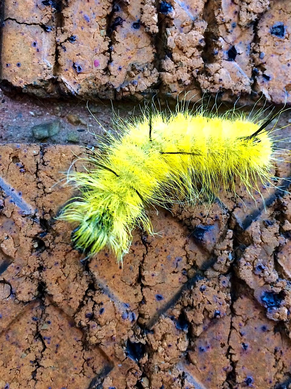 Yellow caterpillar 