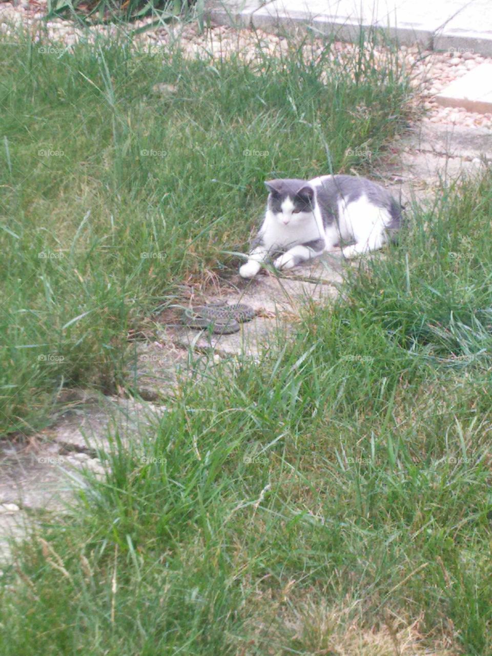 cat lounging in long grass before playing with garden snake