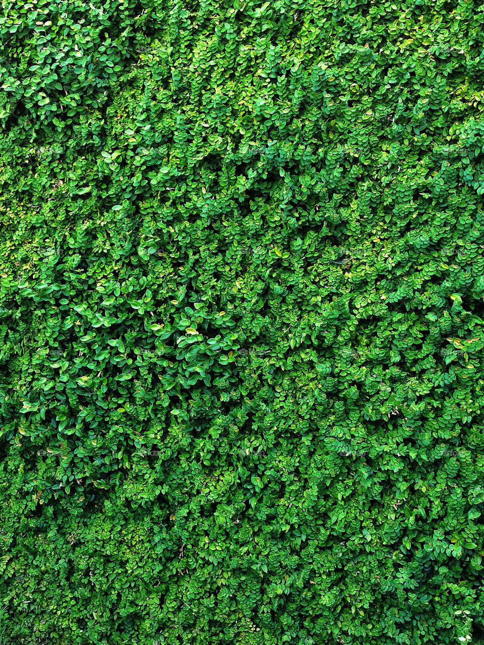 green plants wall vines by hypnic20
