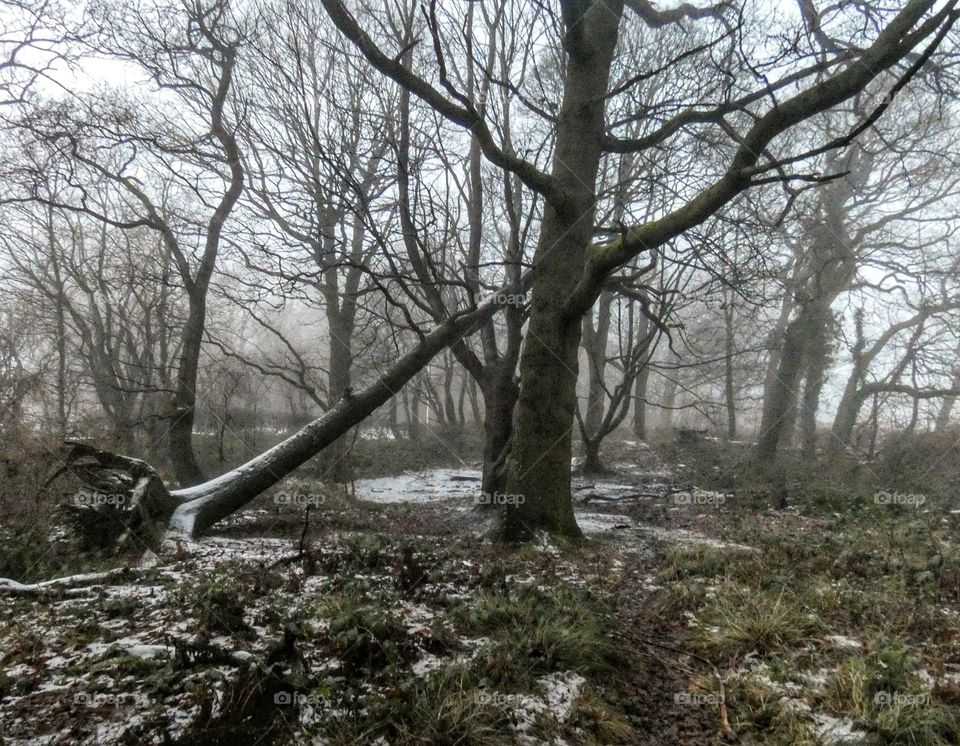 Scottish snowy foggy day