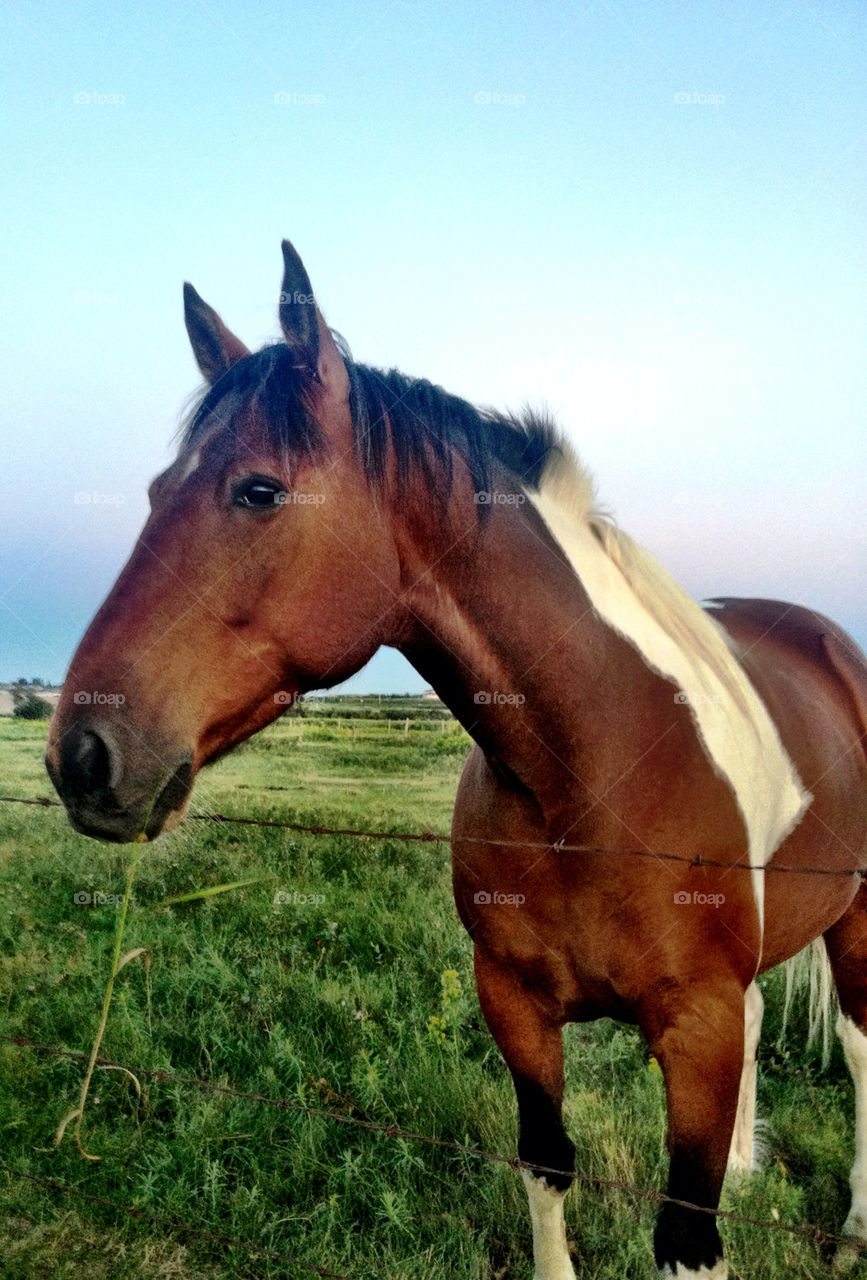 sky pretty grass horse by stykellee