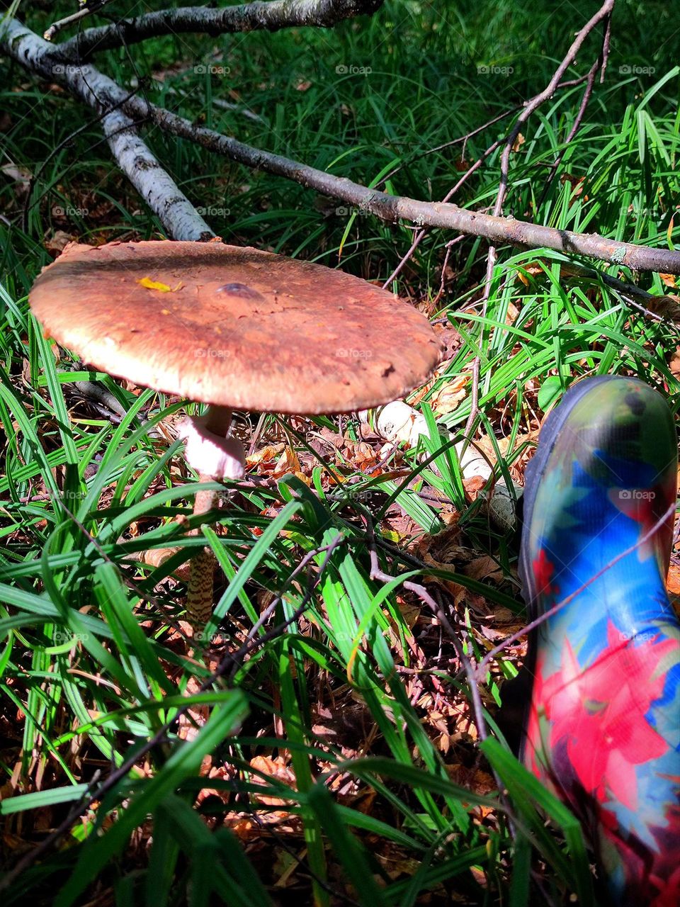 Mushrooms.  Forest.  Big mushroom.  Comparison of a mushroom and a rubber boot