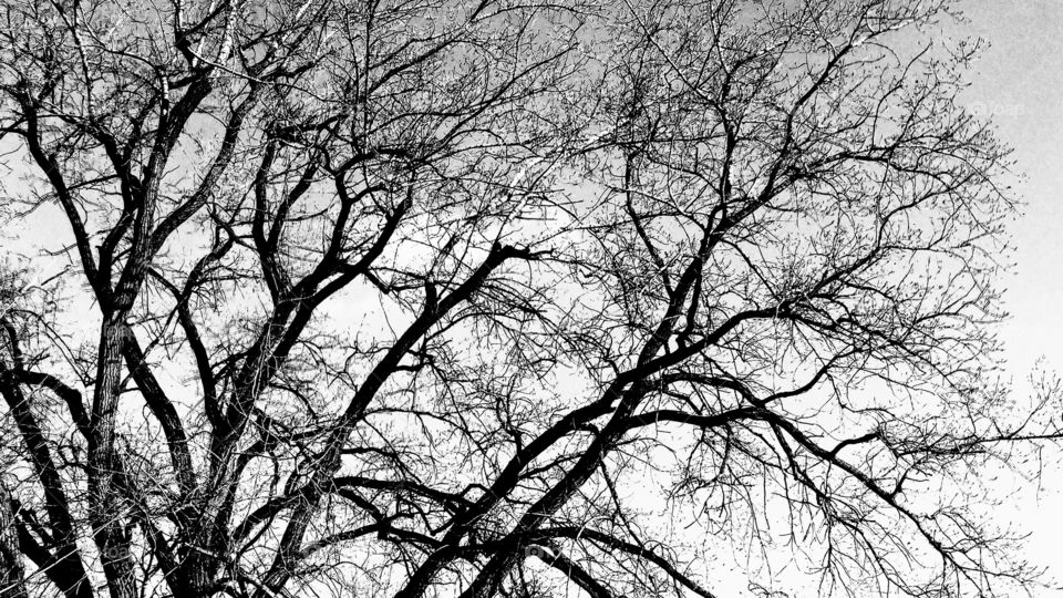 Bare Trees