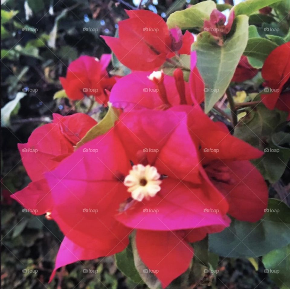 🌹 🇺🇸 Very beautiful flowers to brighten our day.  Live nature and its beauty. Did you like the delicate petals? / 🇧🇷 Flores muito bonitas para alegrar nosso dia. Viva a natureza e sua beleza. Gostaram das pétalas delicadas? 