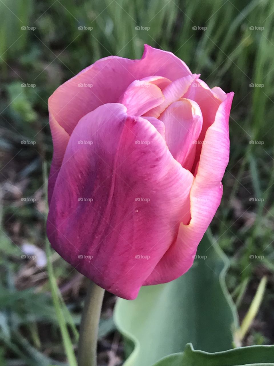 Tulip
