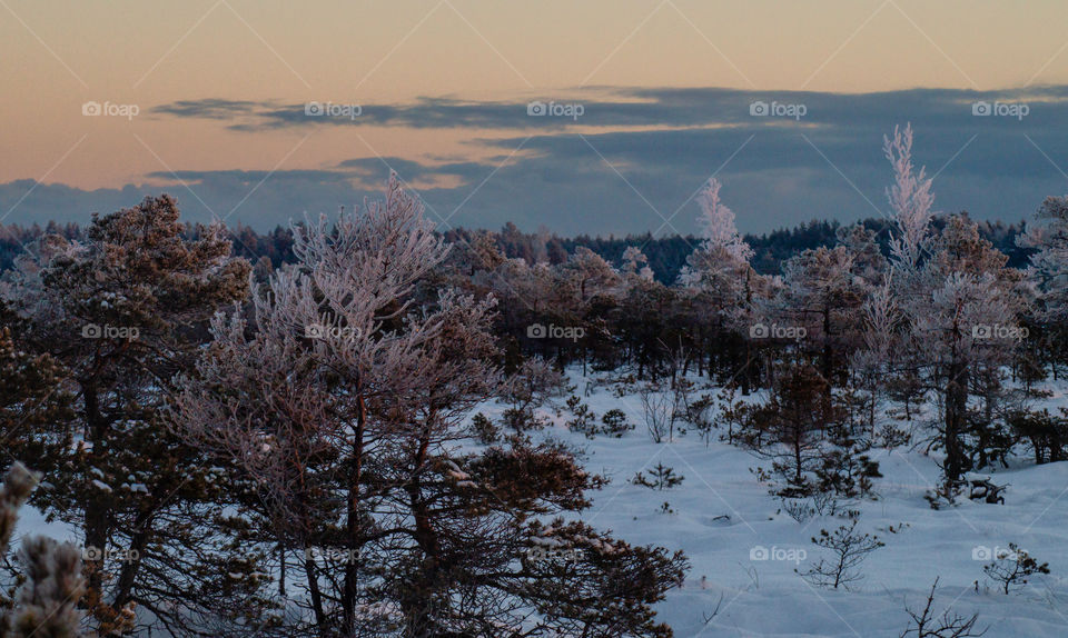 Pine. Trees. Swamp. Winter.