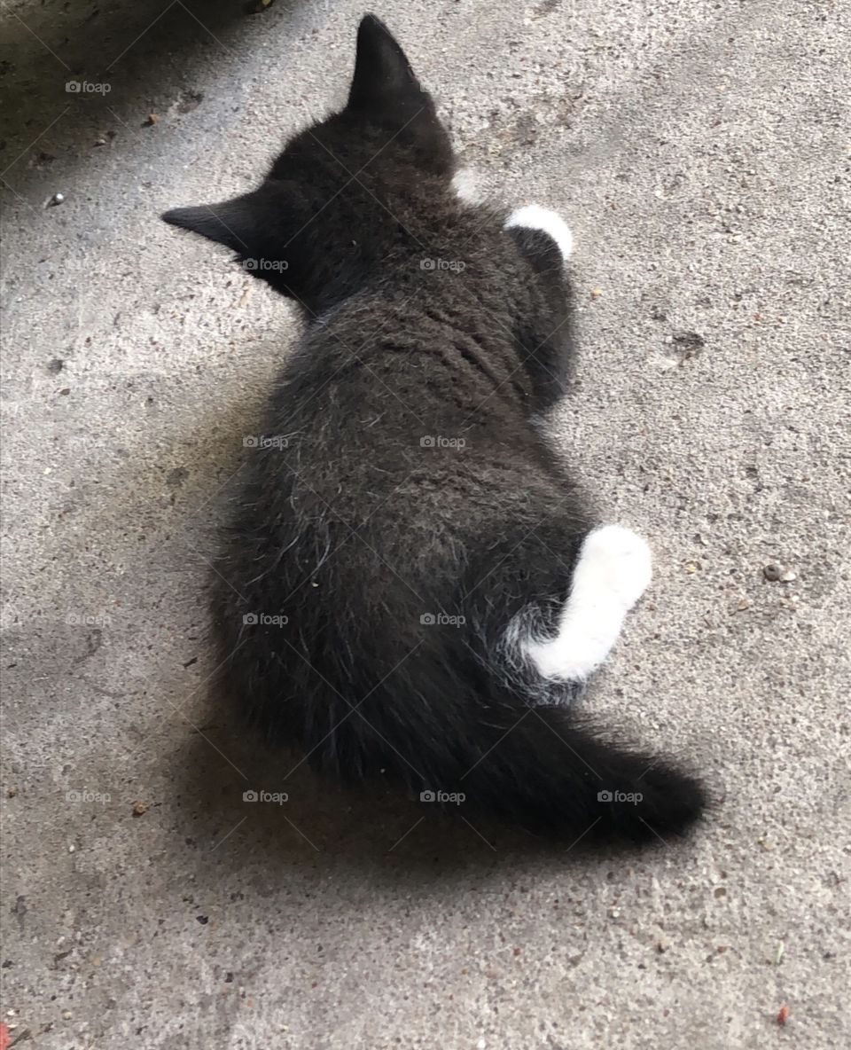 Cute Kitten With Short Tail 
