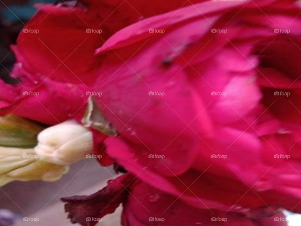 Red flower photograph