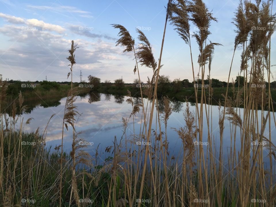 Lake, reeds and sky reflection 