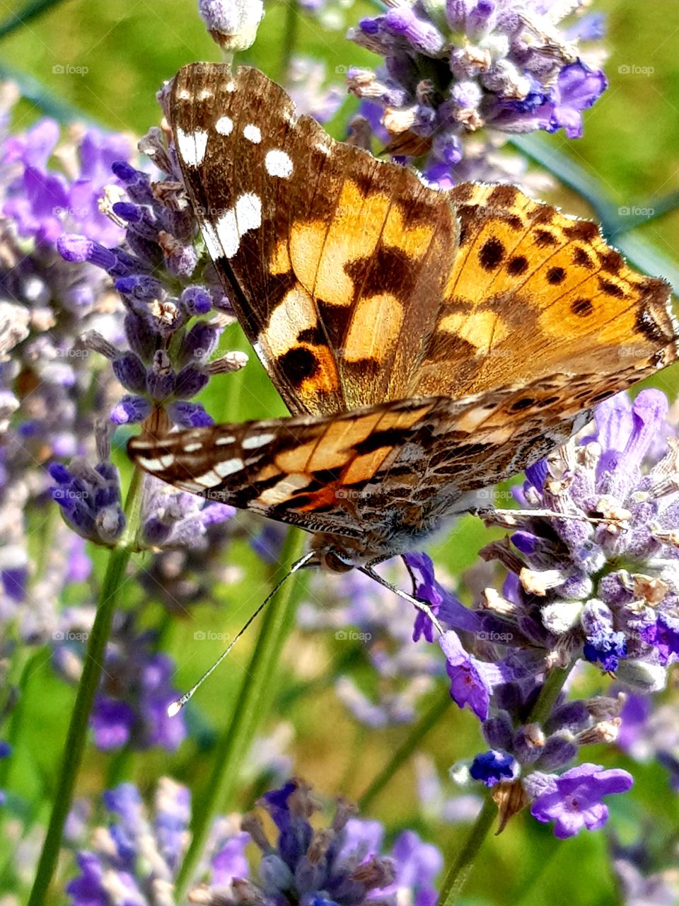 Beautiful butterfly