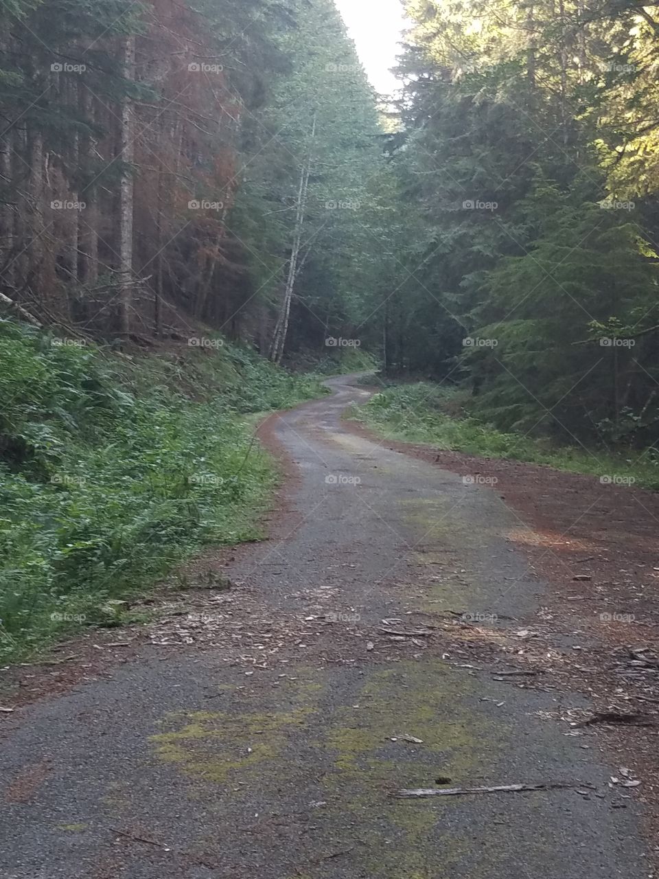 Winding forest logging road (Alder Lake, Washington)