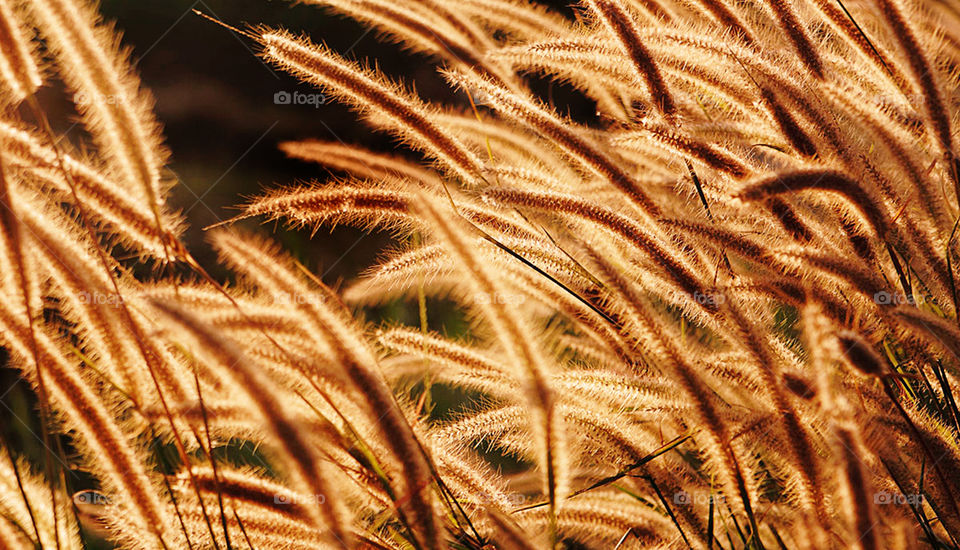 Close-up of grass