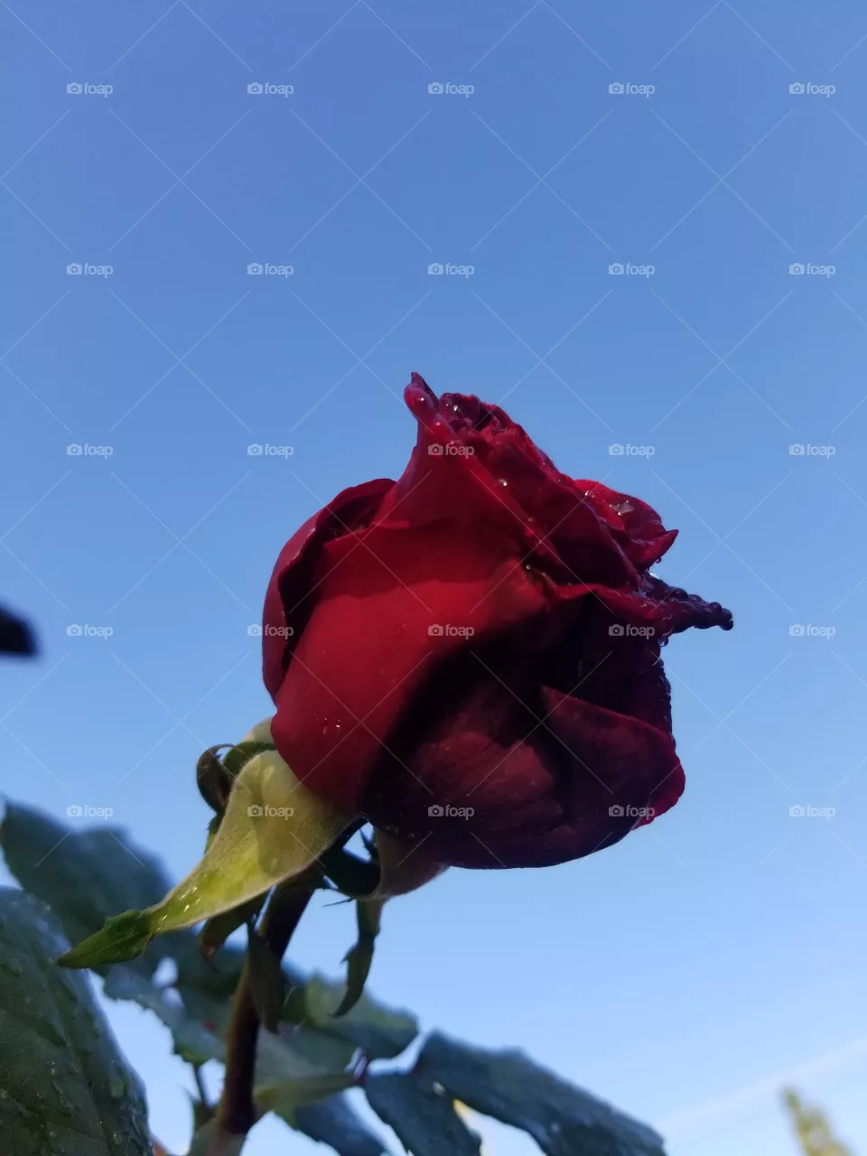 rose
