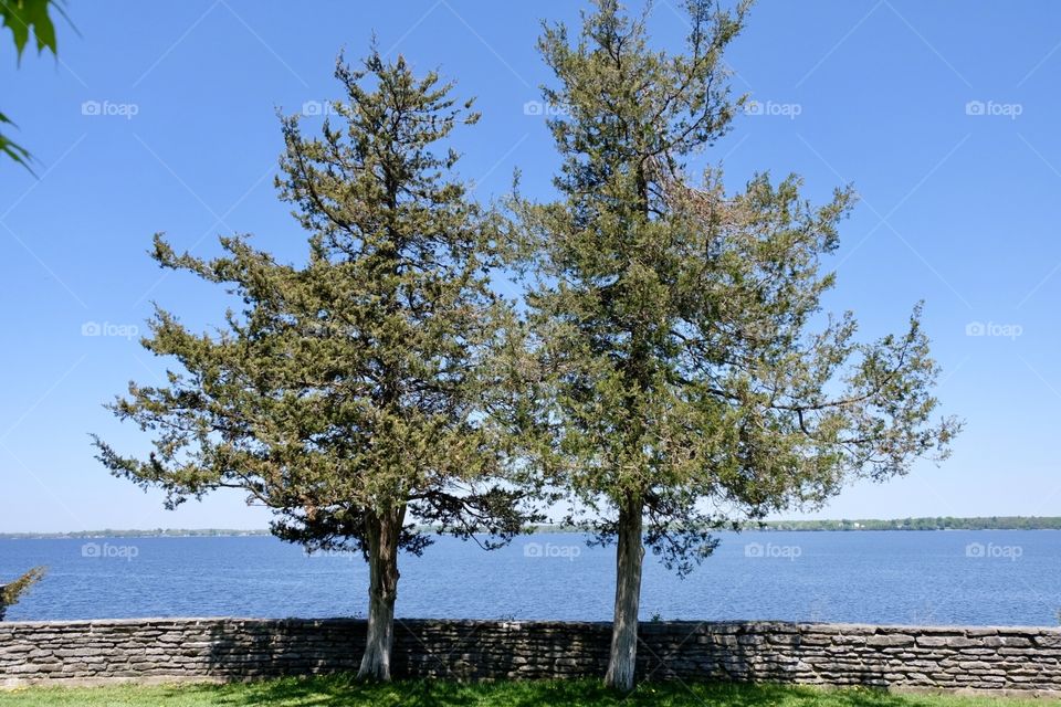 Twin trees along the bay