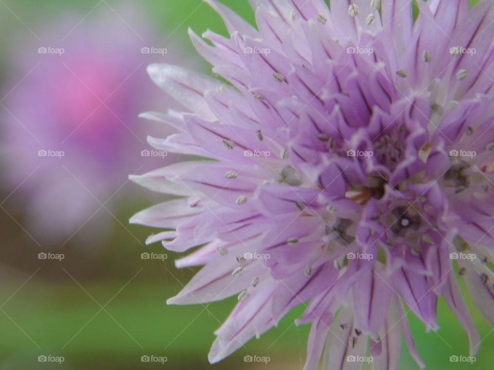 Fleur violettes au milles pétales 