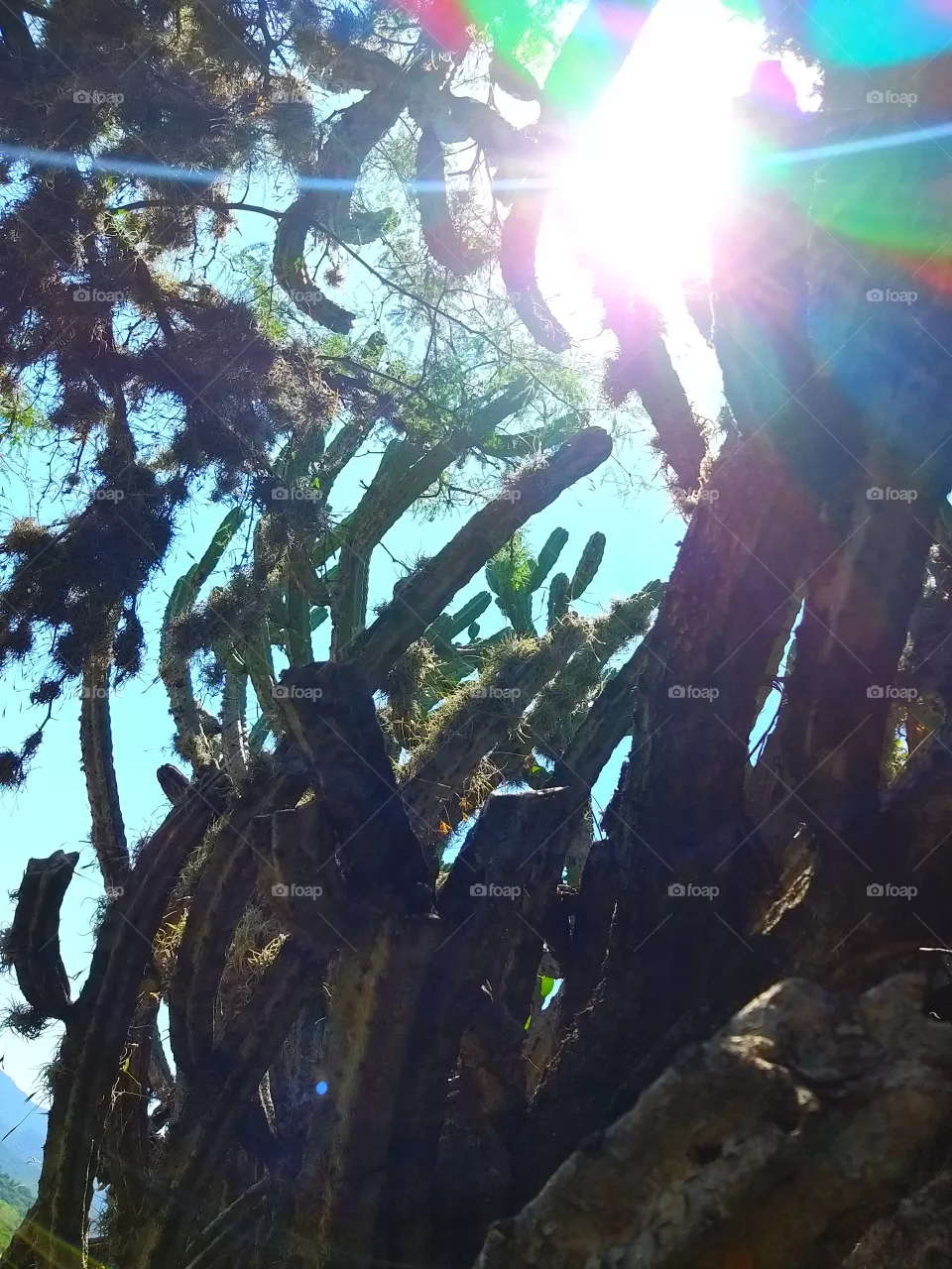 mexico y sus plantas deserticas