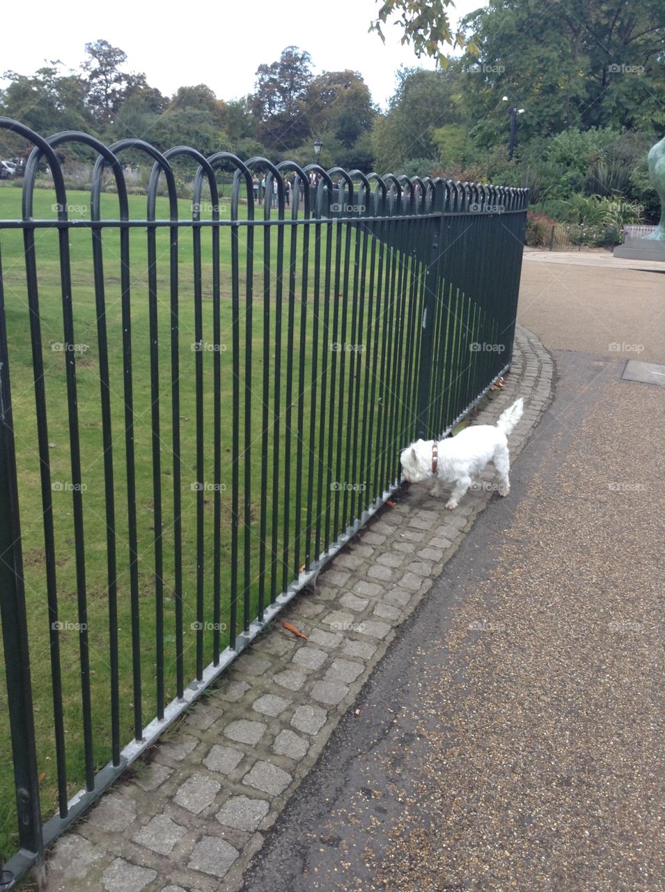 The morning walk for a white dog at Hyde park, London 