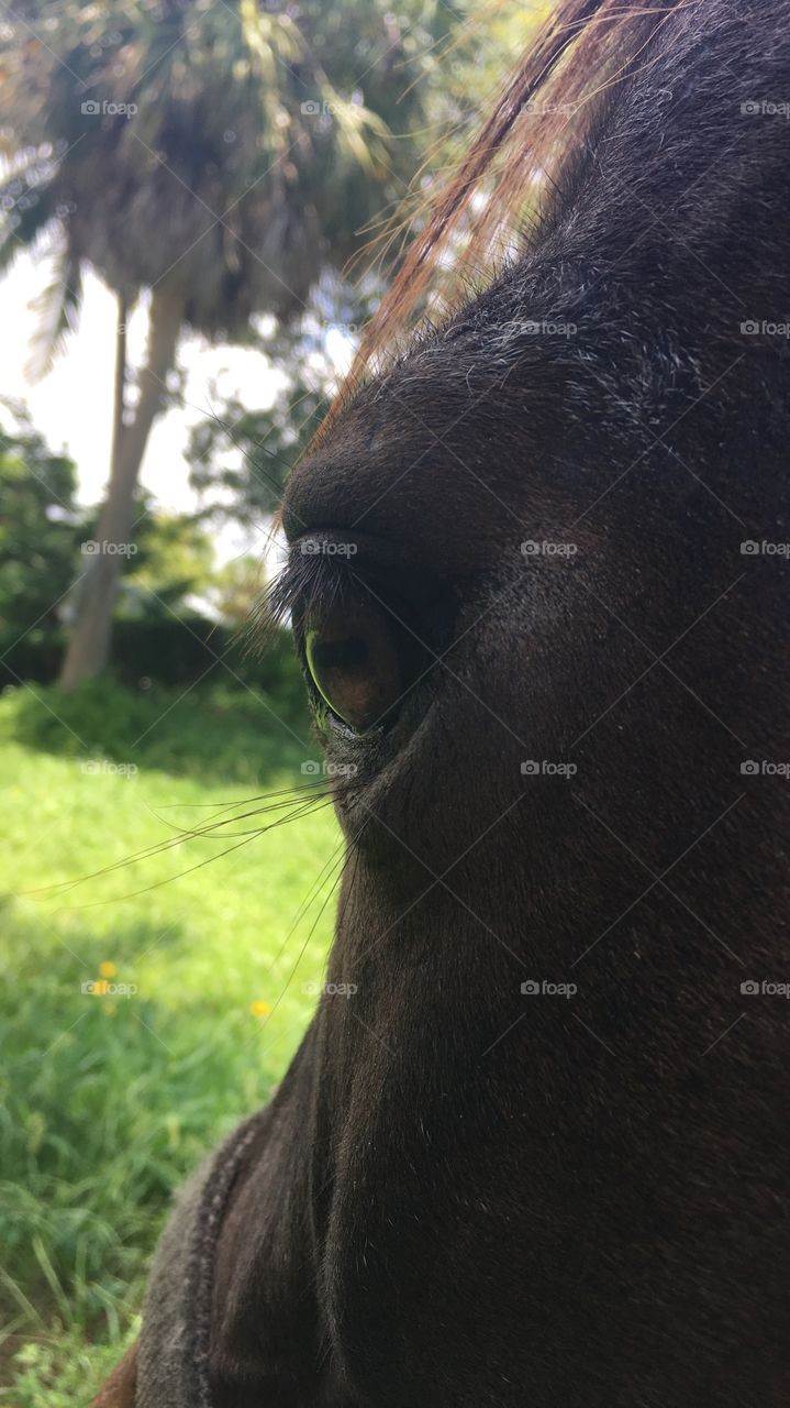 A horse eye from up close 