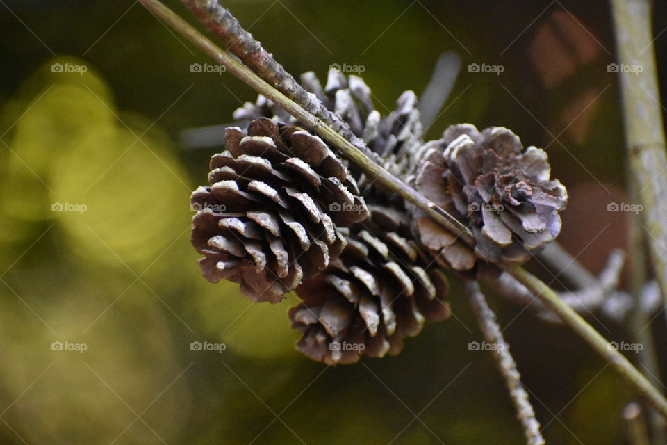 Pinecone bunch