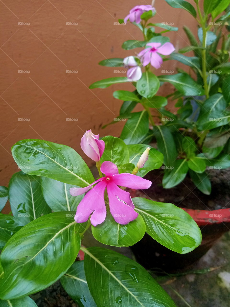 Flower plants in my terrace garden