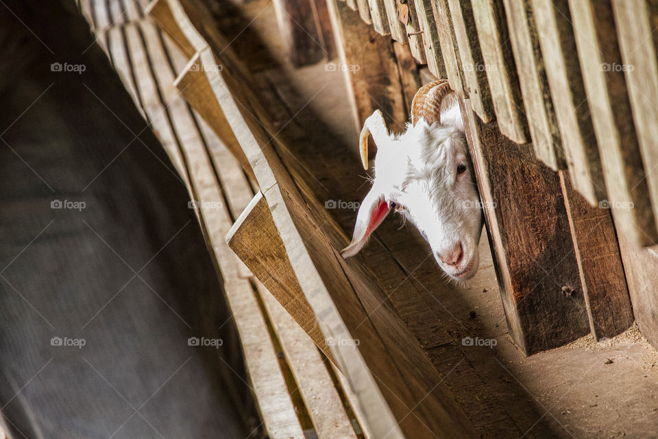 Goat peeping out from shed