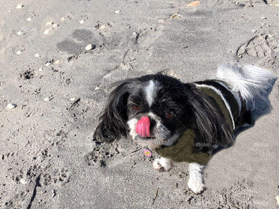 Dog enjoying the beach.