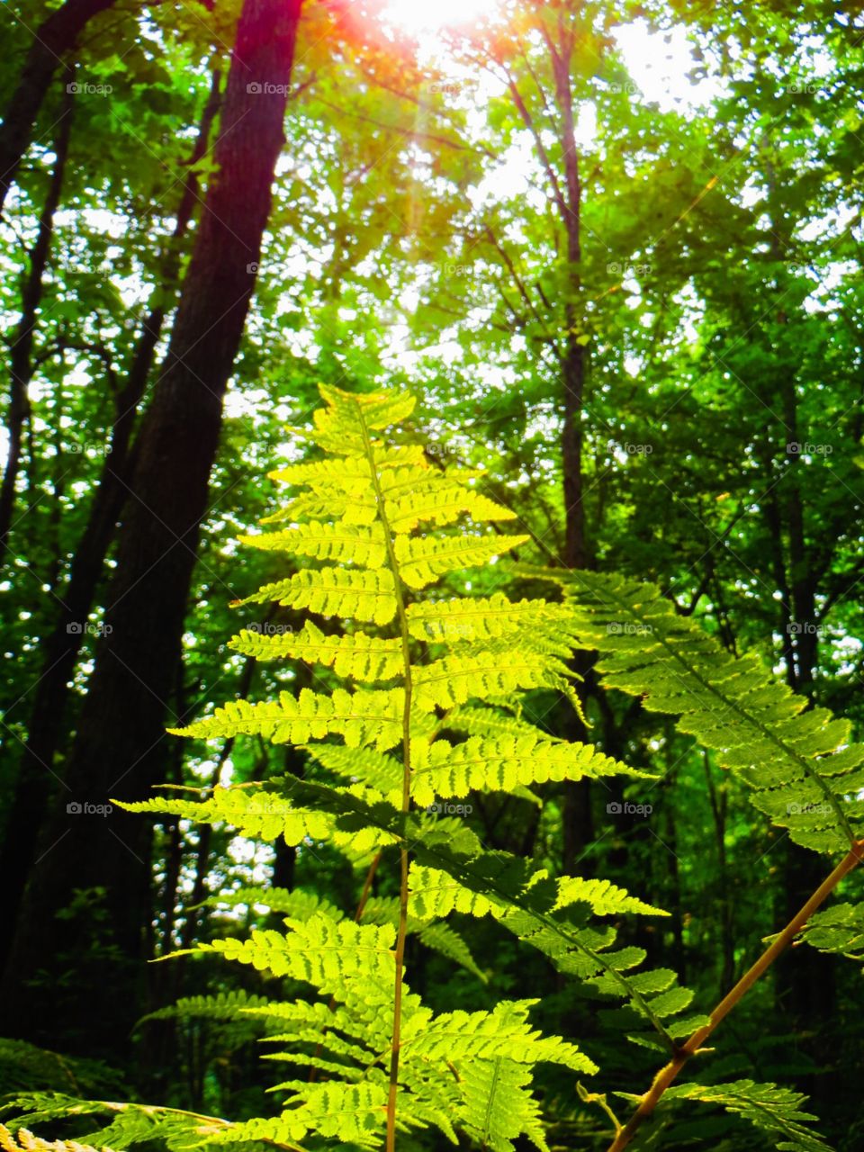 Fern in Light. Fern in Light
