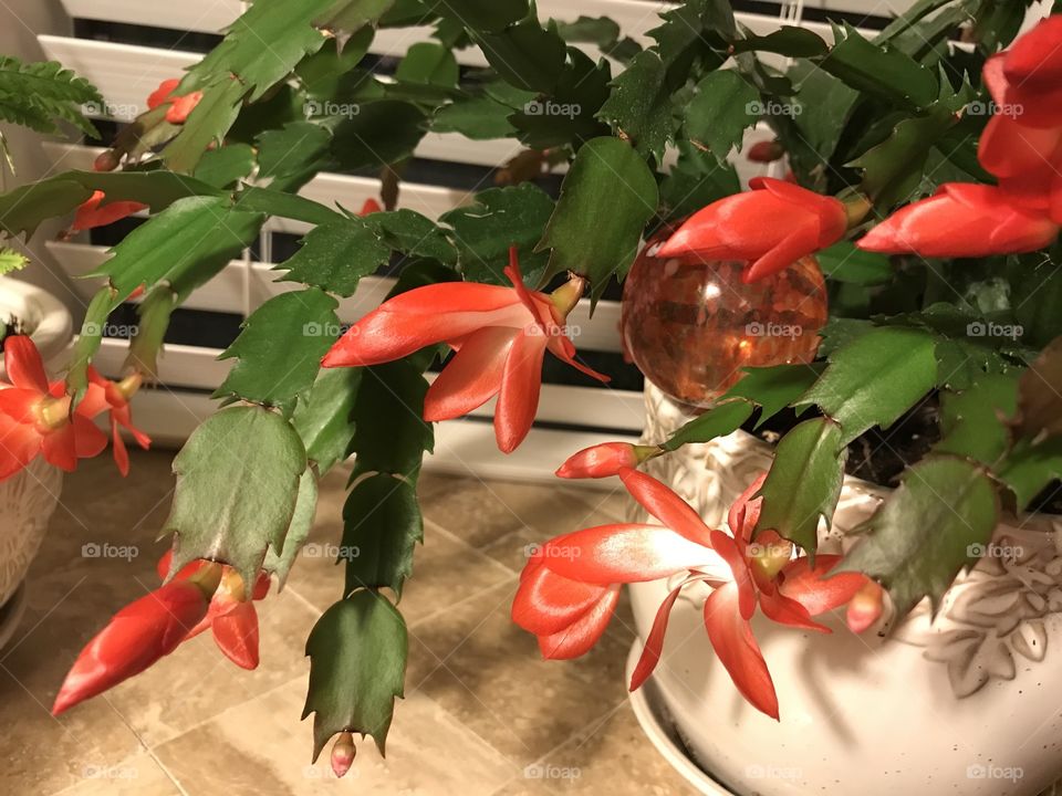 Christmas Cactus