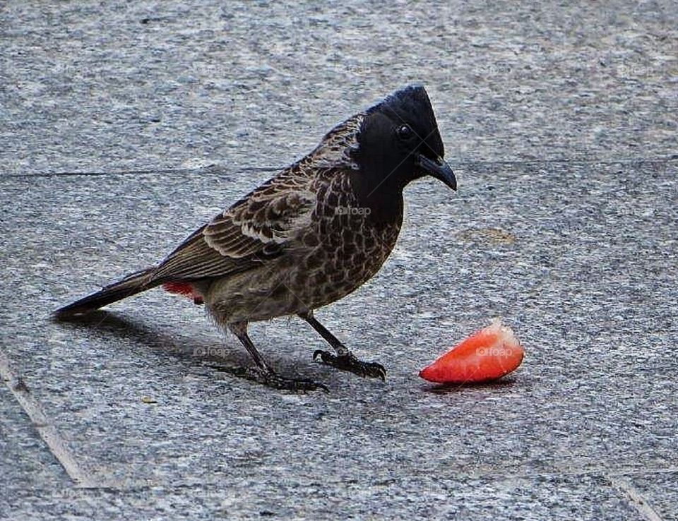 Bird wanting strawberry