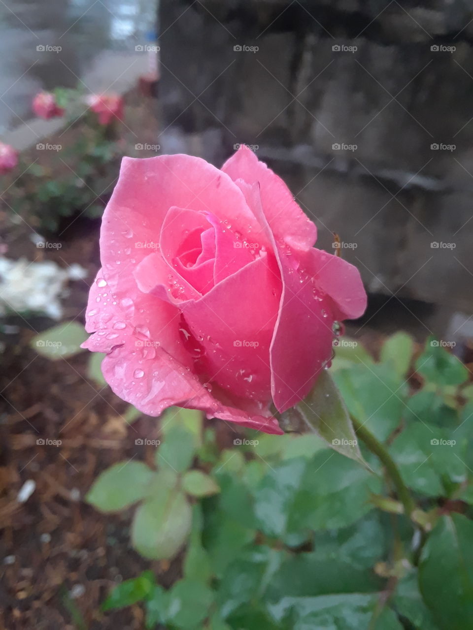 Pink rose bud