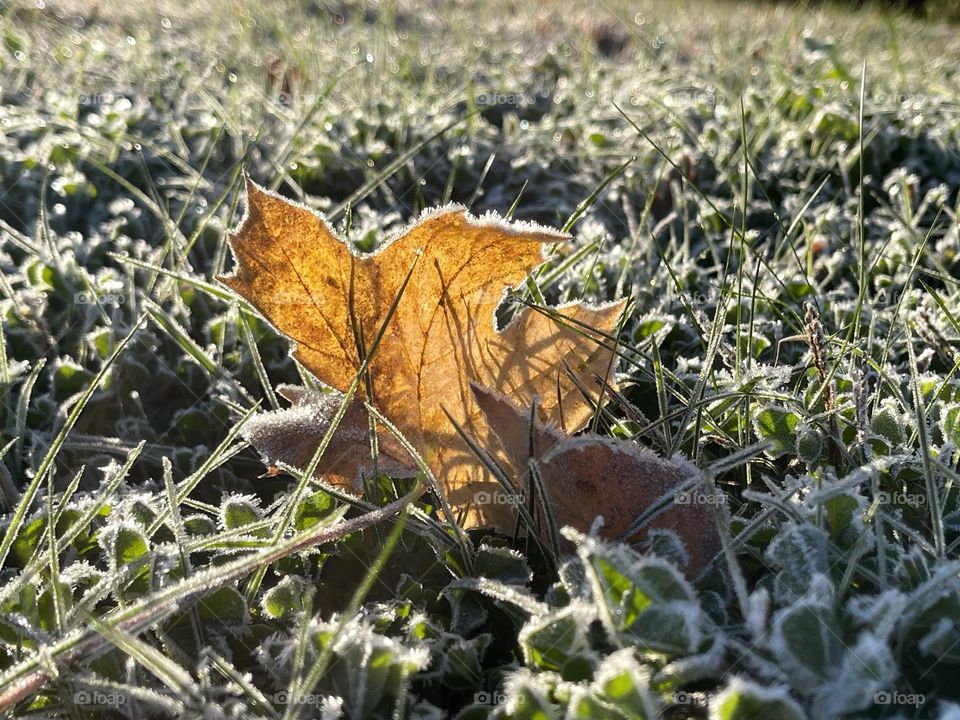 Snow on leaves 