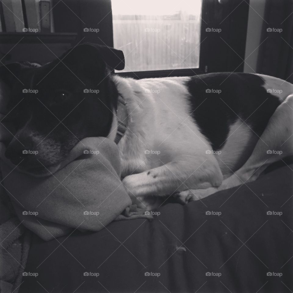 Lounging dog. Rat terrier lounging on pillow with blanket