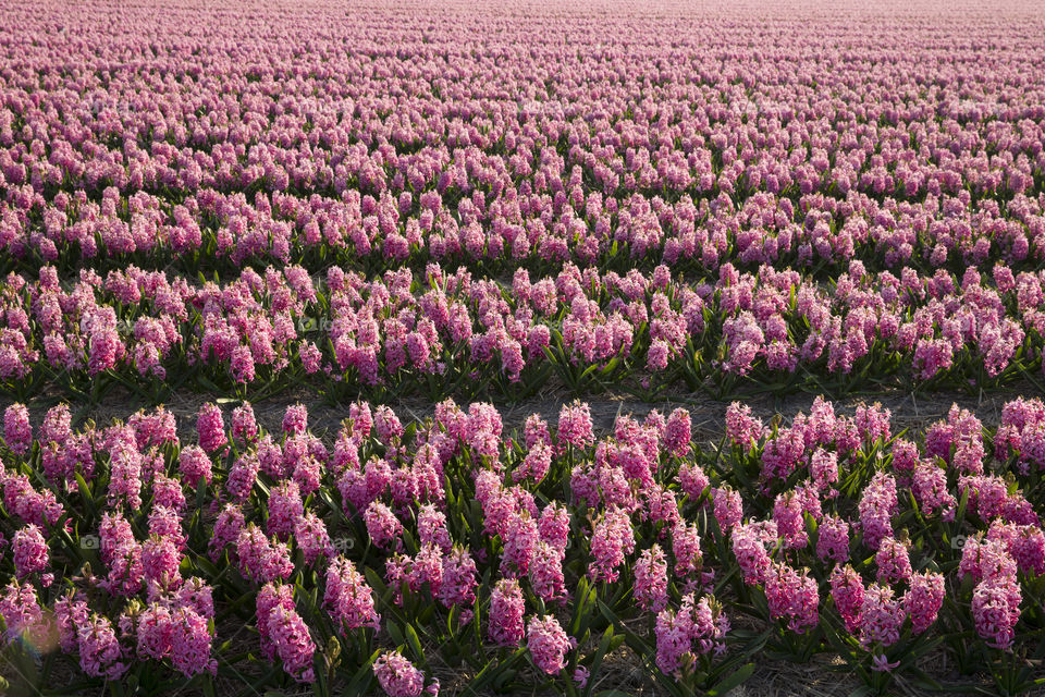 View of flowering field