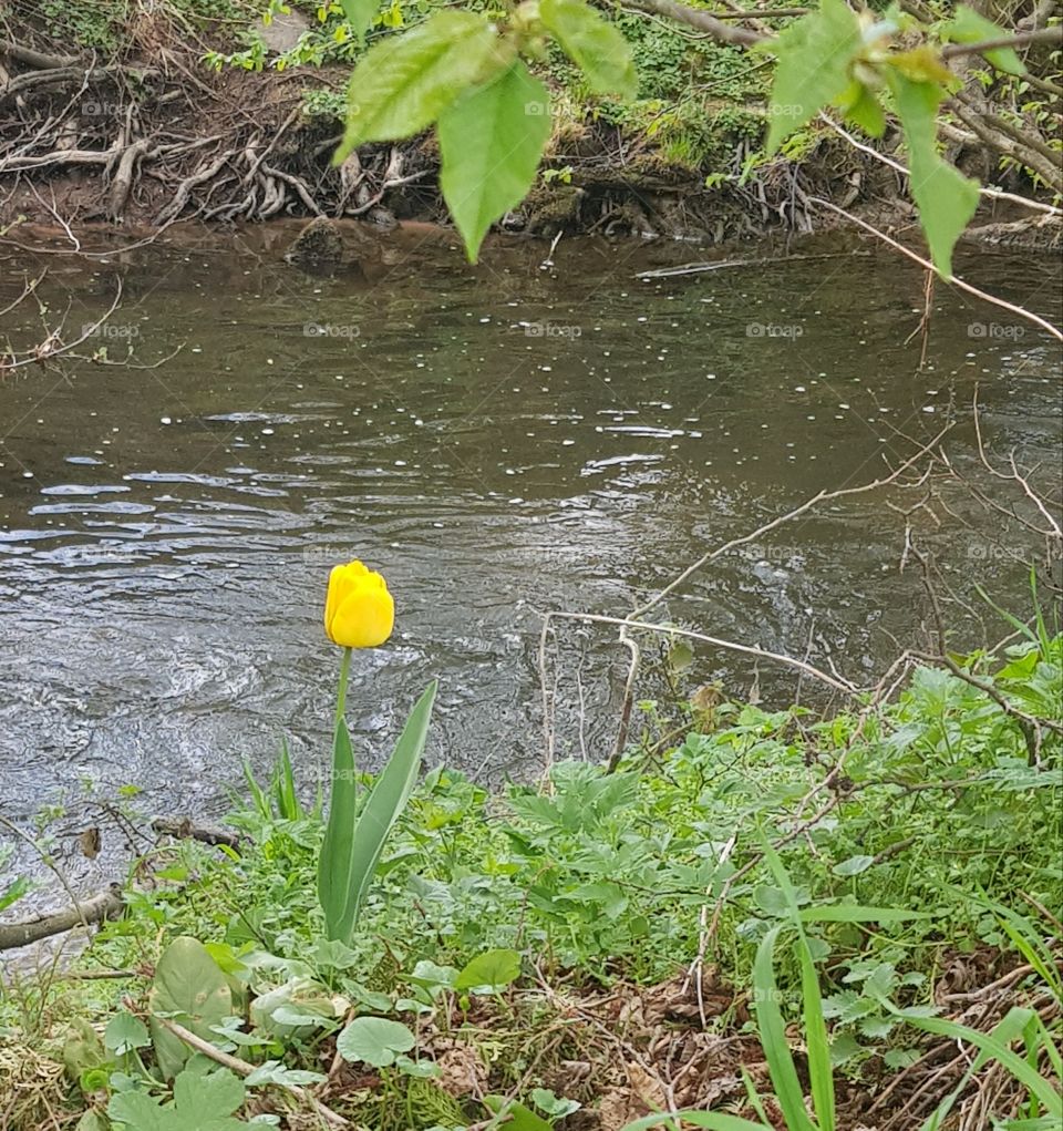 Flower and river