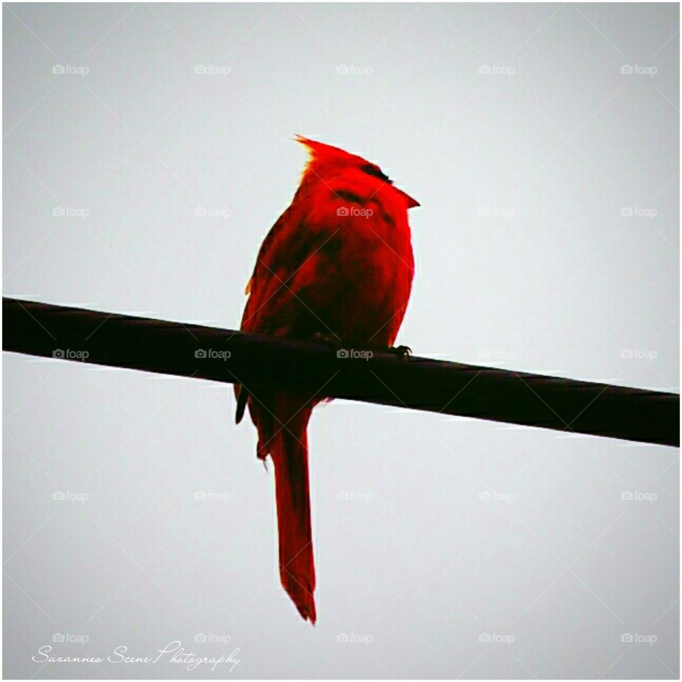 Male red cardinal