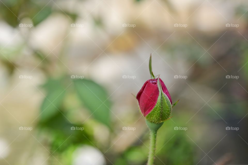 rose bud