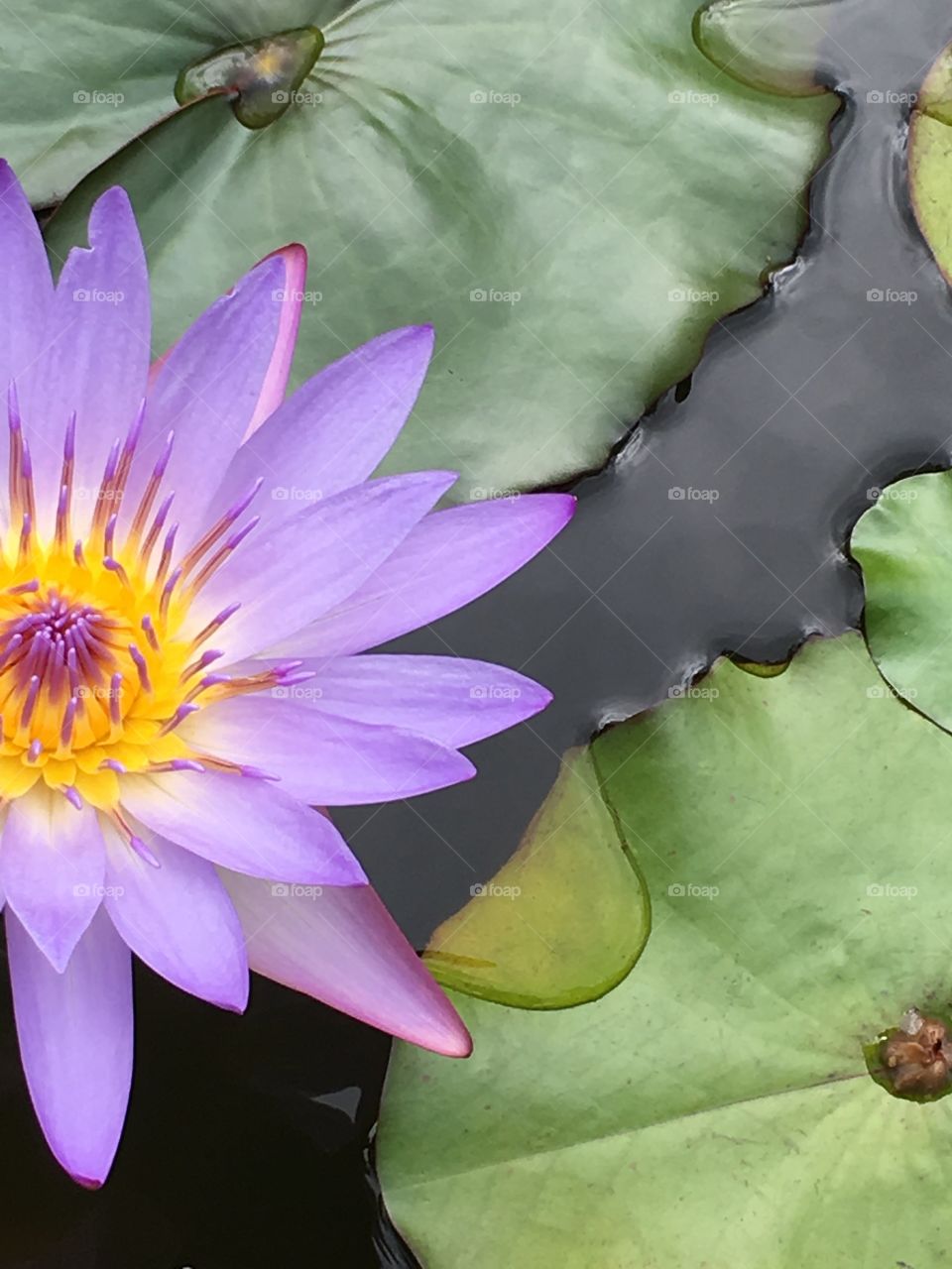 Soft Lavender and Gold Waterlily and Lily Pad in a Pond in Hawaii at the Dole Plantation