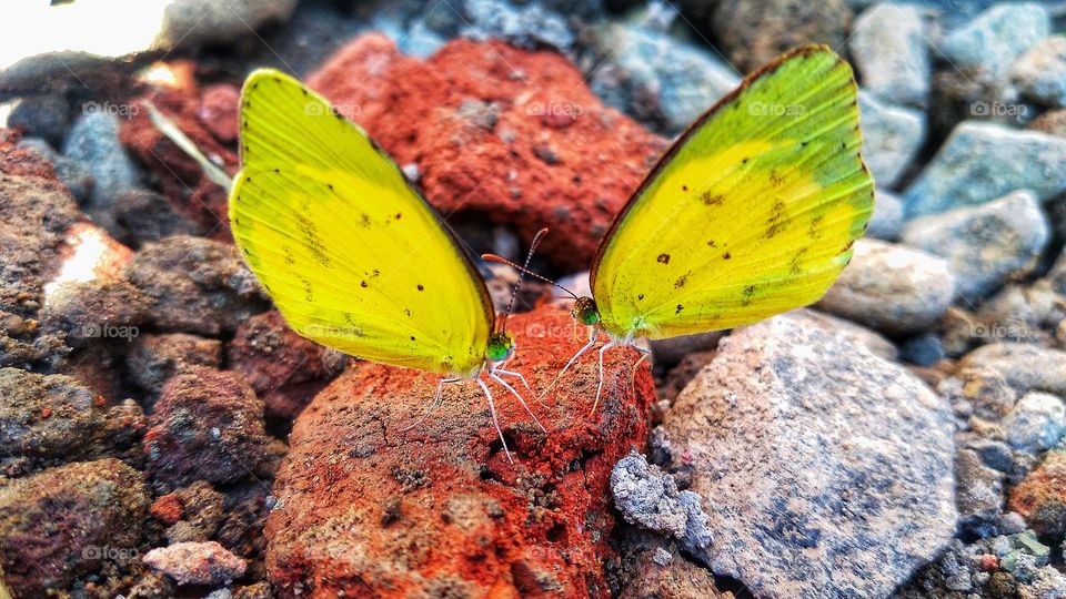 Two yellow butterflies on a rock