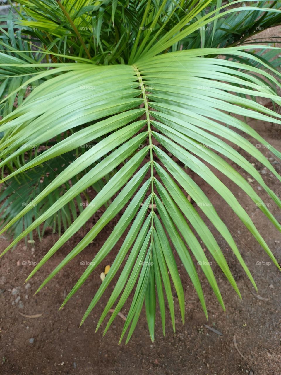 Good Morning All Of You