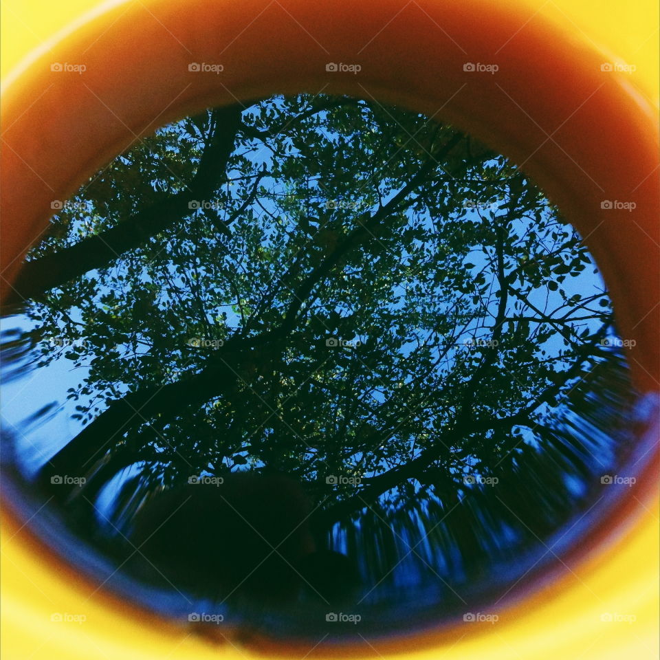 Reflection in a cup of black tea trees